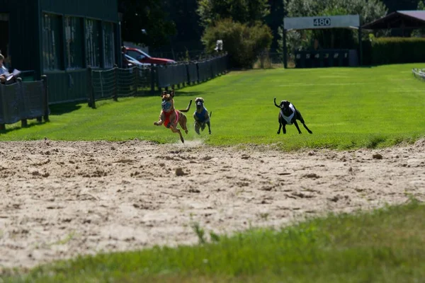 Psy Whippet Docierające Pełnej Prędkości Ostatniej Prostej Wyścigu Torze Charcików — Zdjęcie stockowe