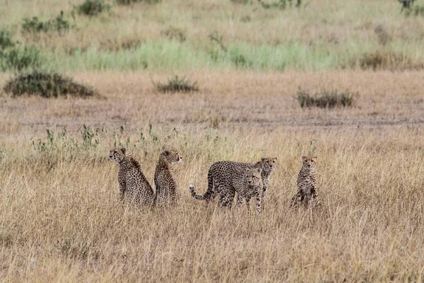 塞伦盖蒂国家公园平原上的猎豹 — 图库照片