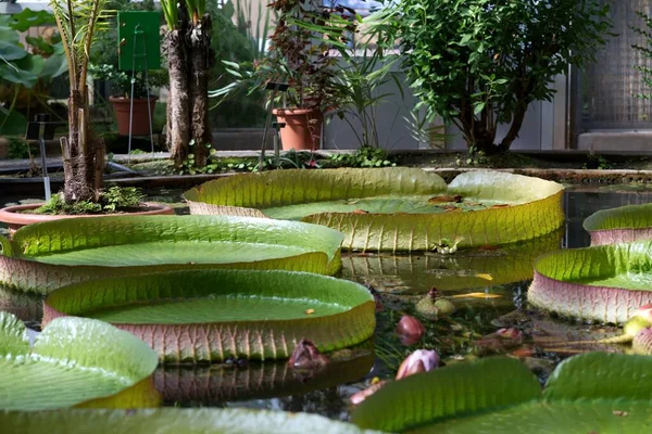 Grandes Lírios Água Contra Plantas Tropicais Jardim Botânico Halle Der — Fotografia de Stock