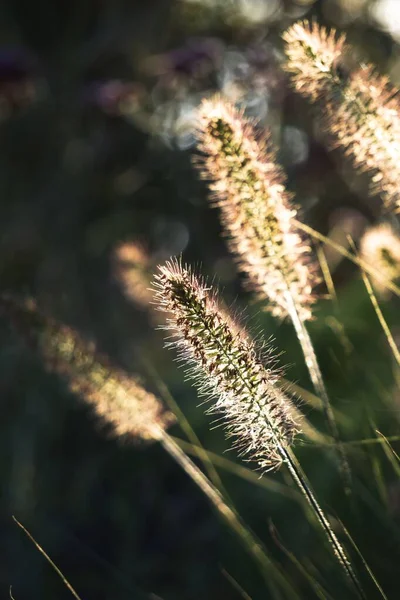 野花在孤立的背景上闪烁着的田野中野花的竖直的宏图 — 图库照片