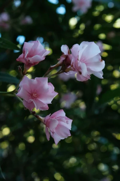 Een Selectieve Focus Van Roze Oleander Bloemen Omgeven Door Groene — Stockfoto