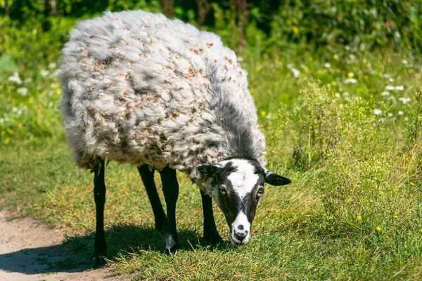 フィールド内のロマノフ羊の放牧のクローズアップショット — ストック写真