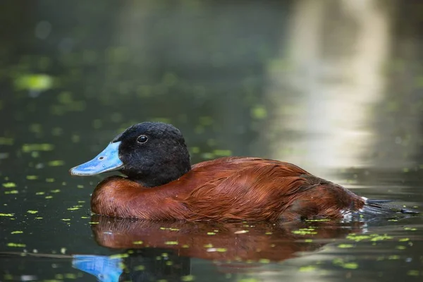 Gölde Kahverengi Bir Ördek — Stok fotoğraf