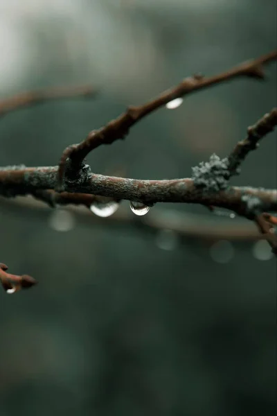 물방울이 나뭇가지의 — 스톡 사진