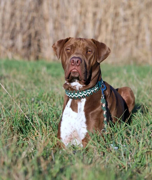 Çimlerin Üzerinde Yeşil Yakalı Bir Amerikan Pitbull Terrier Inin Yakın — Stok fotoğraf