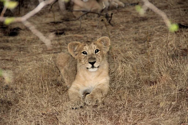 A view of a cute lion cub on dry grass looking at the camera