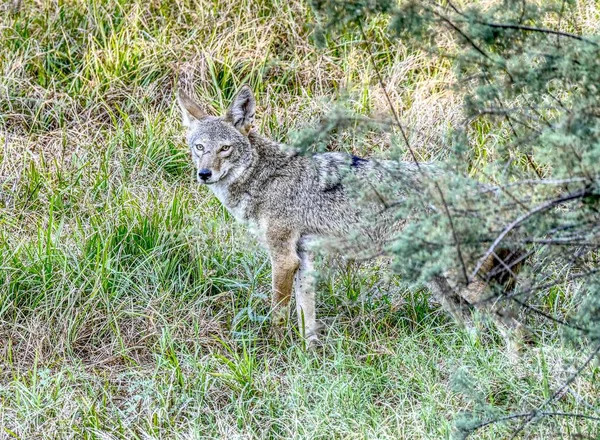 Ein Malerischer Blick Auf Eine Kojotenjagd Den Tres Rios Feuchtgebieten — Stockfoto