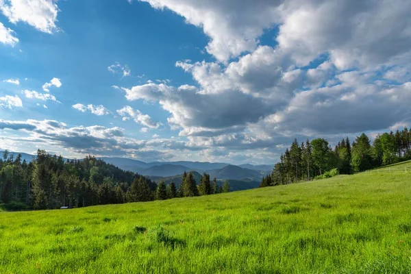 Beau Paysage Une Prairie Verte Avec Ciel Bleu Une Forêt — Photo
