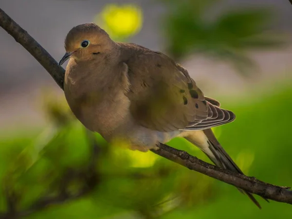 Closeup Dove Tree — Stock Photo, Image