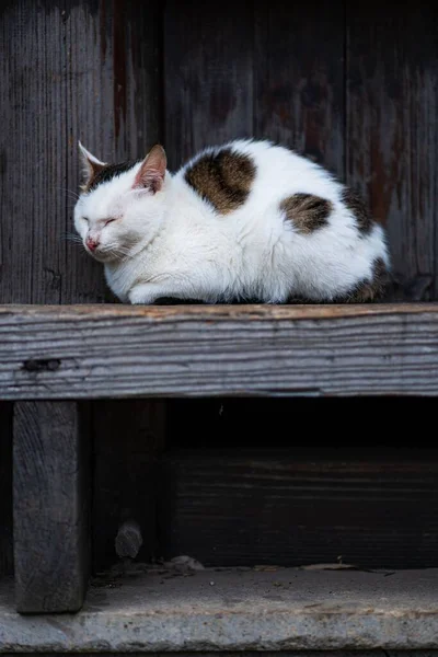 배경에 오두막 의나무 판위에 귀엽고 길잃은 고양이의 — 스톡 사진