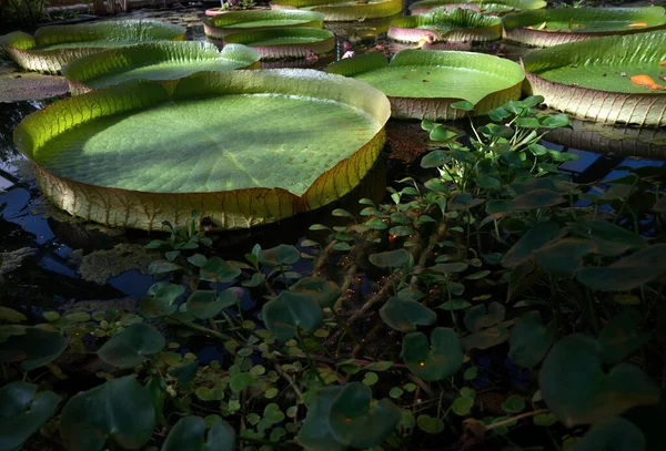 Close Grandes Lírios Água Jardim Botânico Halle Der Saale — Fotografia de Stock