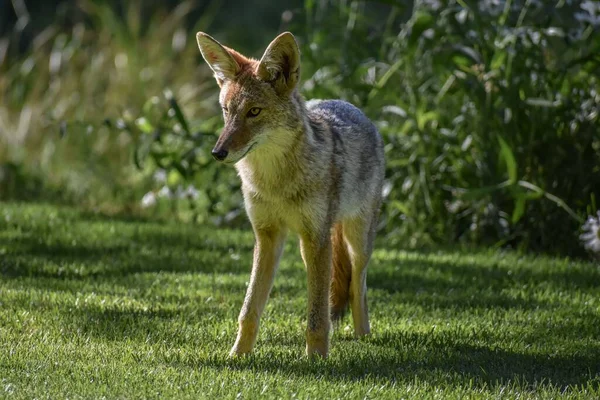 Una Bella Foto Coyote Una Foresta Verde Durante Giorno — Foto Stock