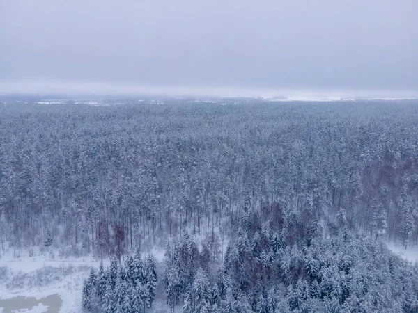 Una Toma Aérea Los Abetos Cubiertos Nieve Día Nublado —  Fotos de Stock