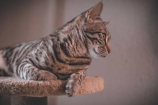 Zbliżenie Tabby Kot Siedzi Kociej Wieży — Zdjęcie stockowe