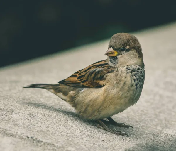Nahaufnahme Eines Kleinen Sperlings Auf Einem Ast — Stockfoto