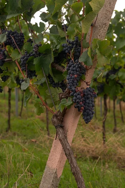Vertical Close Shot Grape Clusters Growing Vineyard — Stock Photo, Image