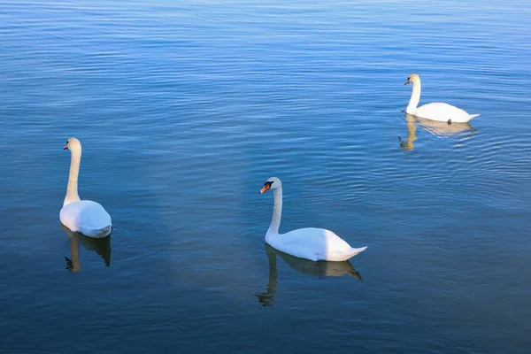 Tuna Nehri Nde Yüzen Güzel Beyaz Kuğular — Stok fotoğraf