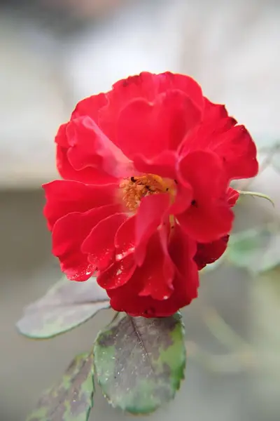 Eine Vertikale Aufnahme Einer Schönen Roten Rose Einem Garten Winter — Stockfoto