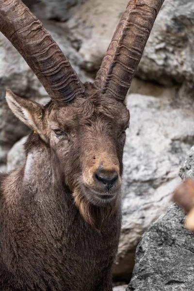 Närbild Alpin Ibex Capra Ibex — Stockfoto