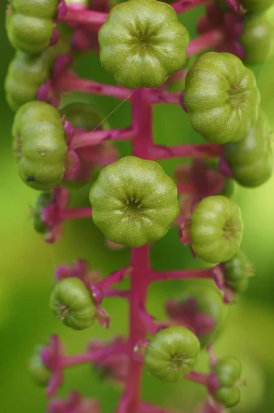 美洲植物在模糊背景下生长的特写镜头 — 图库照片