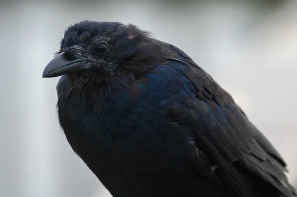 Primer Plano Cuervo Americano Negro Corvus Brachyrhynchos Descansando Sobre Fondo —  Fotos de Stock