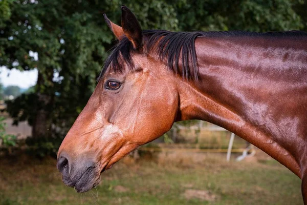 Eine Schöne Nahaufnahme Eines Pferdegesichts Auf Dem Feld — Stockfoto