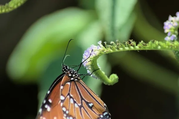 植物上のモナーク蝶のクローズアップショット — ストック写真