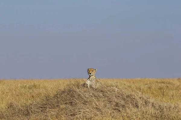 靠近坐在坦桑尼亚草甸平原上的猎豹 — 图库照片