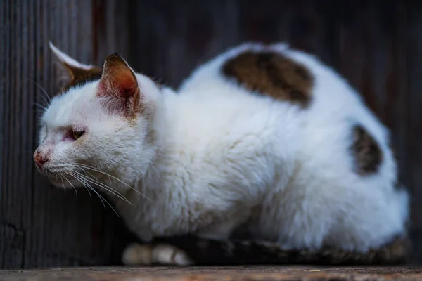Cute White Stray Cat Resting Wooden Board Hut Blurred Background — Stock Photo, Image