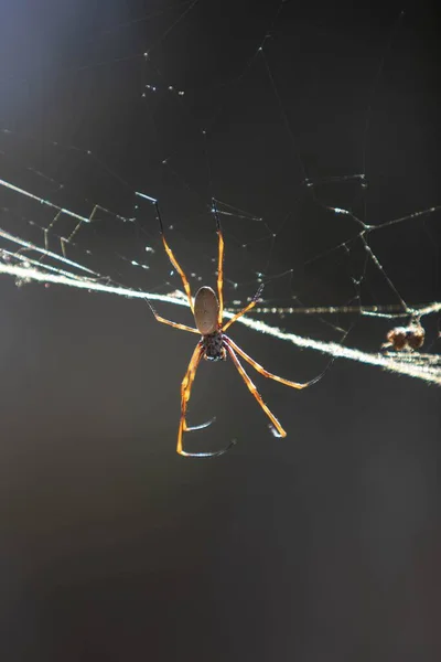 Vertical Closeup Shot Small Spider Web — Stock Photo, Image