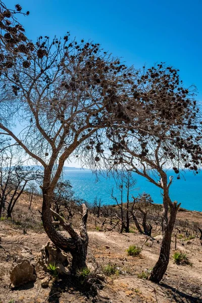 Eine Vertikale Aufnahme Von Bäumen Die Der Küste Von Korbous — Stockfoto