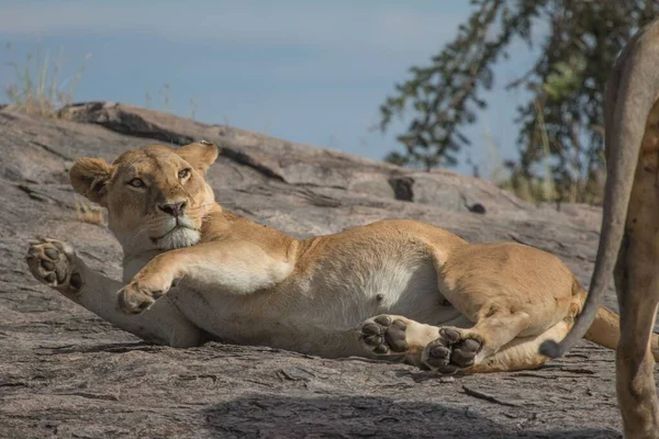 Poderoso Leão Observando Leoas Que Estão Prontas Para Caça — Fotografia de Stock
