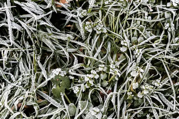 Kış Günü Ayazla Kaplanmış Çimen Manzarası — Stok fotoğraf