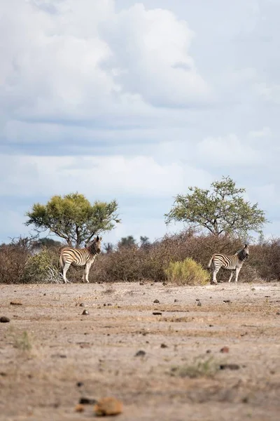Een Verticaal Schot Van Twee Wilde Zebra Safari Met Bomen — Stockfoto