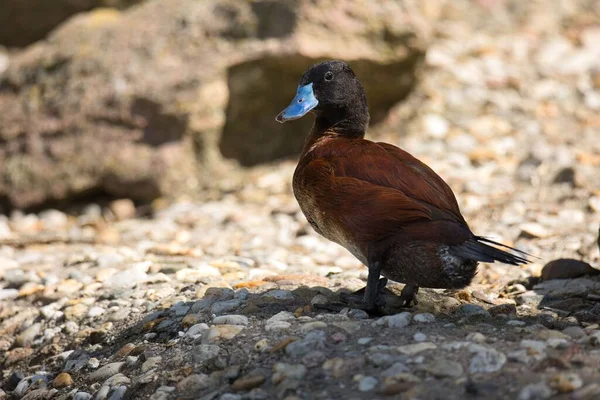 Göl Kıyısında Kahverengi Bir Ördek — Stok fotoğraf