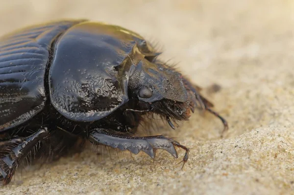 Macro Shot Minotaur Beetle Shiny Body Big Eyes Sandy Ground — Stock Photo, Image