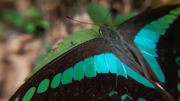 Bulanık Arka Plana Karşı Güzel Bir Kelebeğin Papilio Palinurus Yakın — Stok fotoğraf