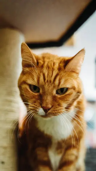 Μια Κοντινή Φωτογραφία Μιας Κοκκινομάλλας Γάτας — Φωτογραφία Αρχείου