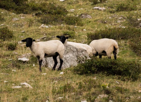 Scenic View White Sheep Black Heads Grazing Grass Hill Rural — Stock Photo, Image