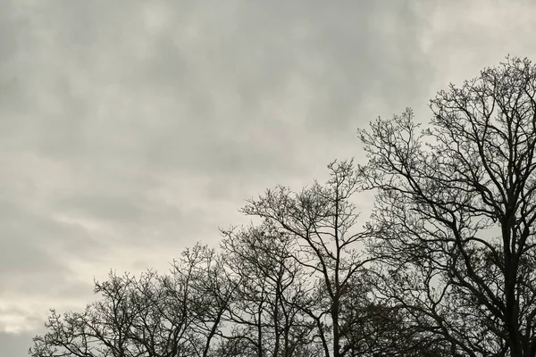 Γυμνά Δέντρα Ενάντια Ένα Συννεφιασμένο Ουρανό — Φωτογραφία Αρχείου