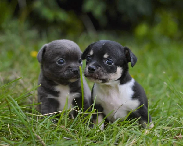 Les Deux Chihuahua Mignons Chiots Reposant Sur Herbe Sur Fond — Photo