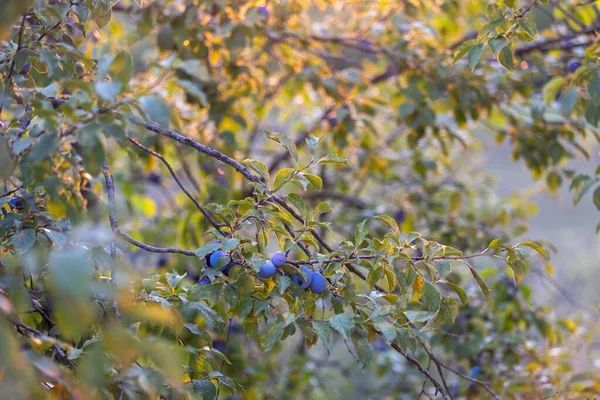 庭の木の緑の枝に生えている梅の塊 — ストック写真