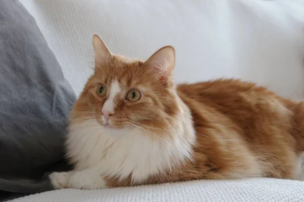 ソファに横に長い柔らかい毛皮を持つオレンジの猫の閉鎖 — ストック写真