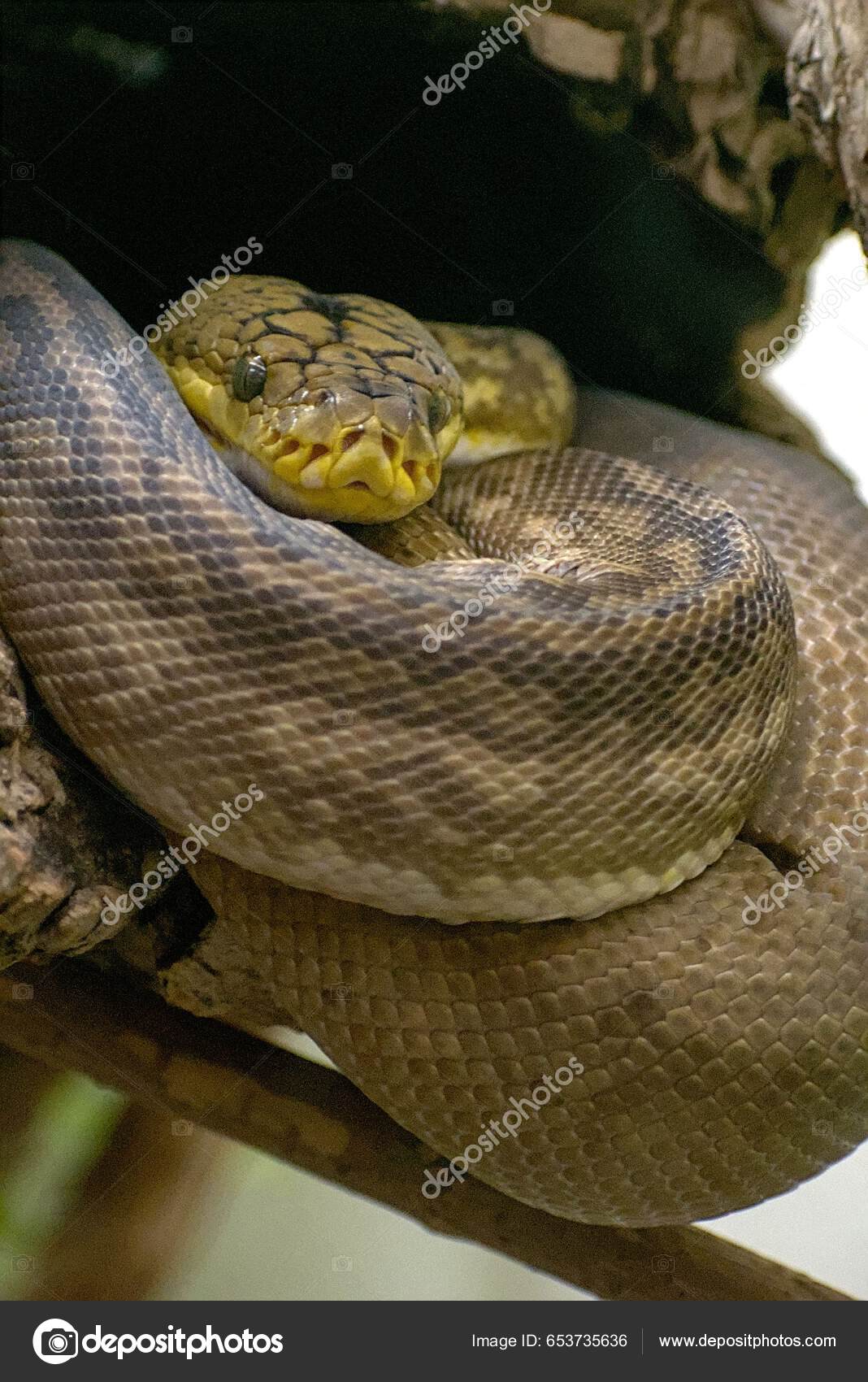 Small Python Snake Reptile Coiling And Sleeping Stock Photo