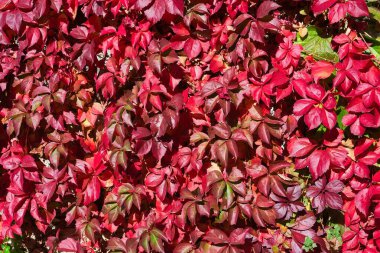 Sarı, turuncu, kırmızı ve kahverengi. Ağaçların sonbaharında yapraklar sonbaharda renk değiştirir..