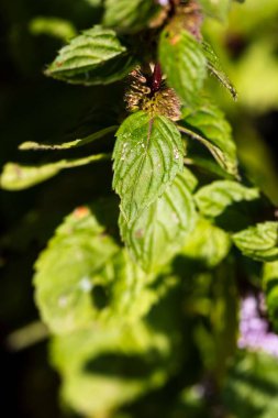 Doğada bulunan güneş ışığına maruz kalmış bir nane şekerinin dikey yakın çekimi.