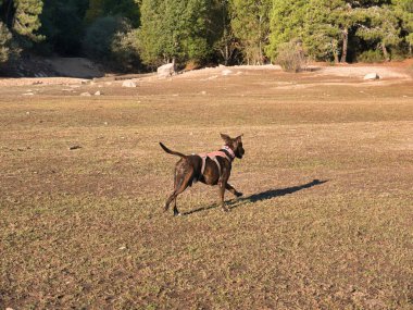 Yeşil bir tarlada oynayan siyah ve kahverengi bir köpeğin güzel bir fotoğrafı.