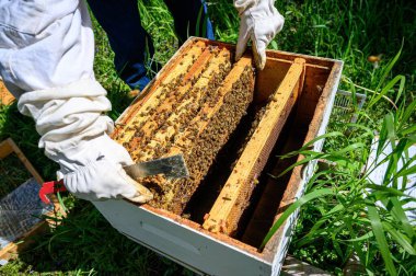 Arı yetiştiricisinin çerçeveleri bal peteğiyle kontrol ettiği yakın plan..