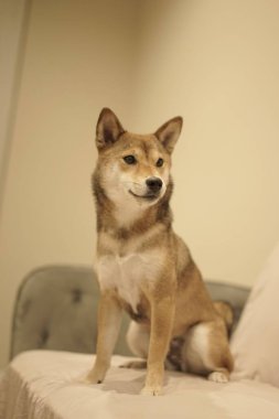 Bir Shiba Inu köpeği evin içindeki kanepede oturuyor ve geçmişi bulanık.