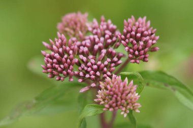 Bulanık arka planda çiçek açan bir kenevir tarımı çiçeği.